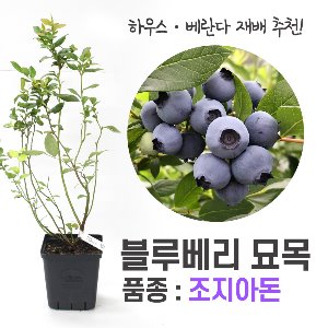 [내부]블루베리 묘목 (품종:조지아돈)
